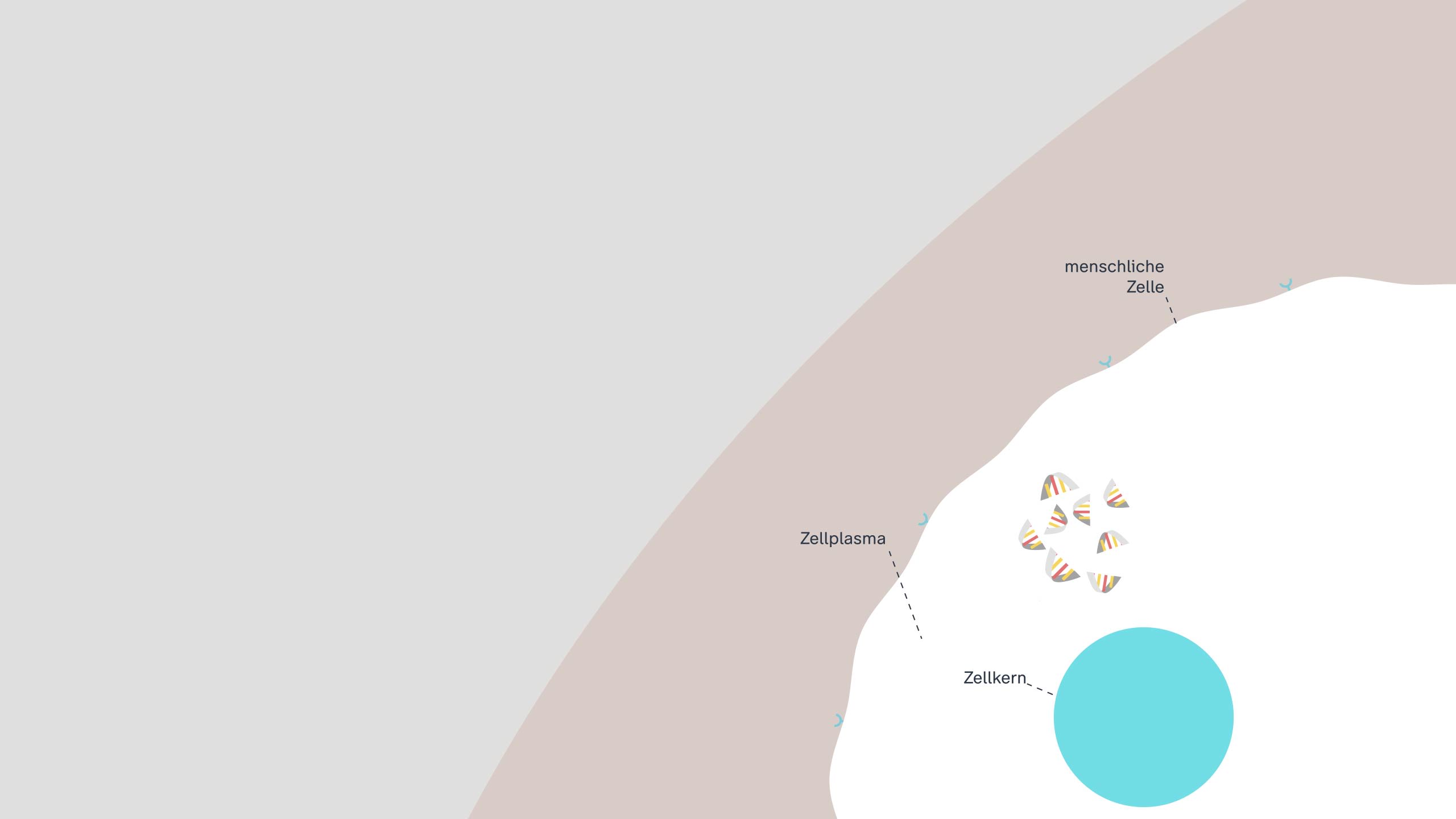 Die mRNA der Spikeproteine wandert in das Zellplasma.