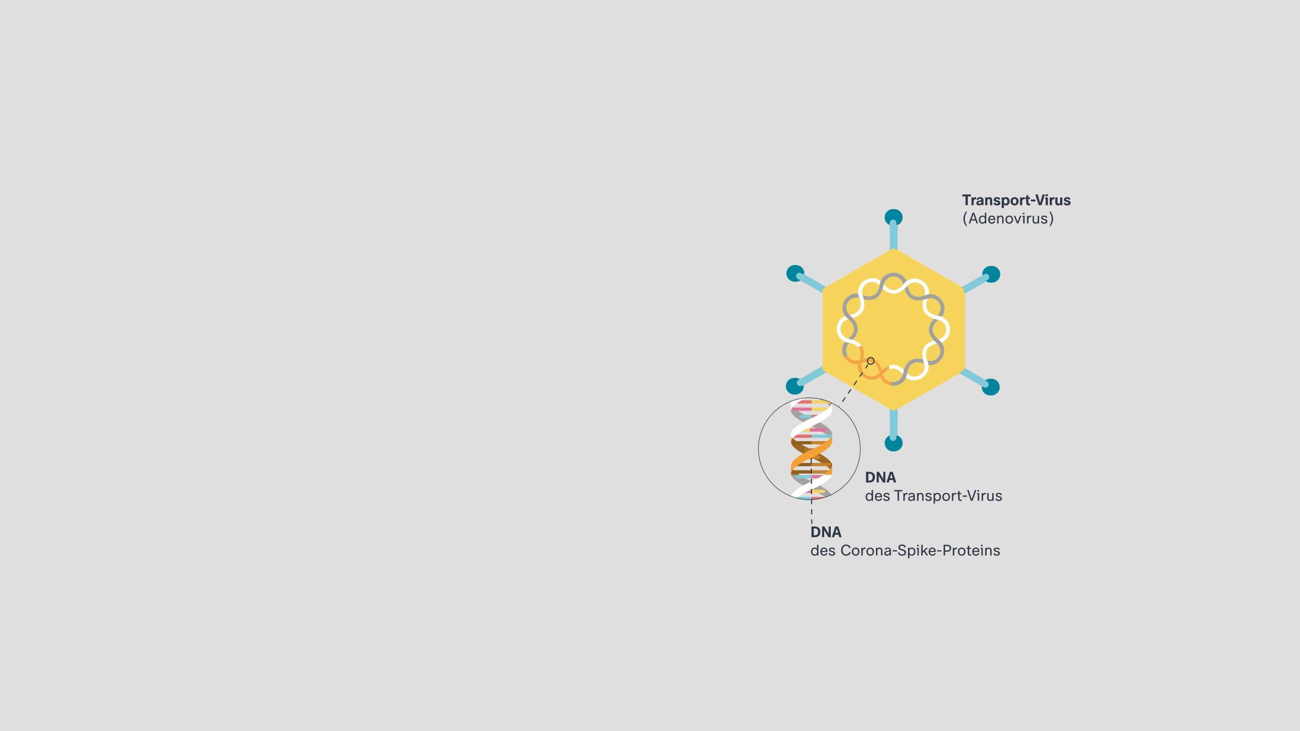 Grafik eines Transportvirus (im Fall von Astrazeneca ein Adenovirus). Darin der DNA-Strang des Transportvirus. Der DNA-Strang wird aufgebrochen.