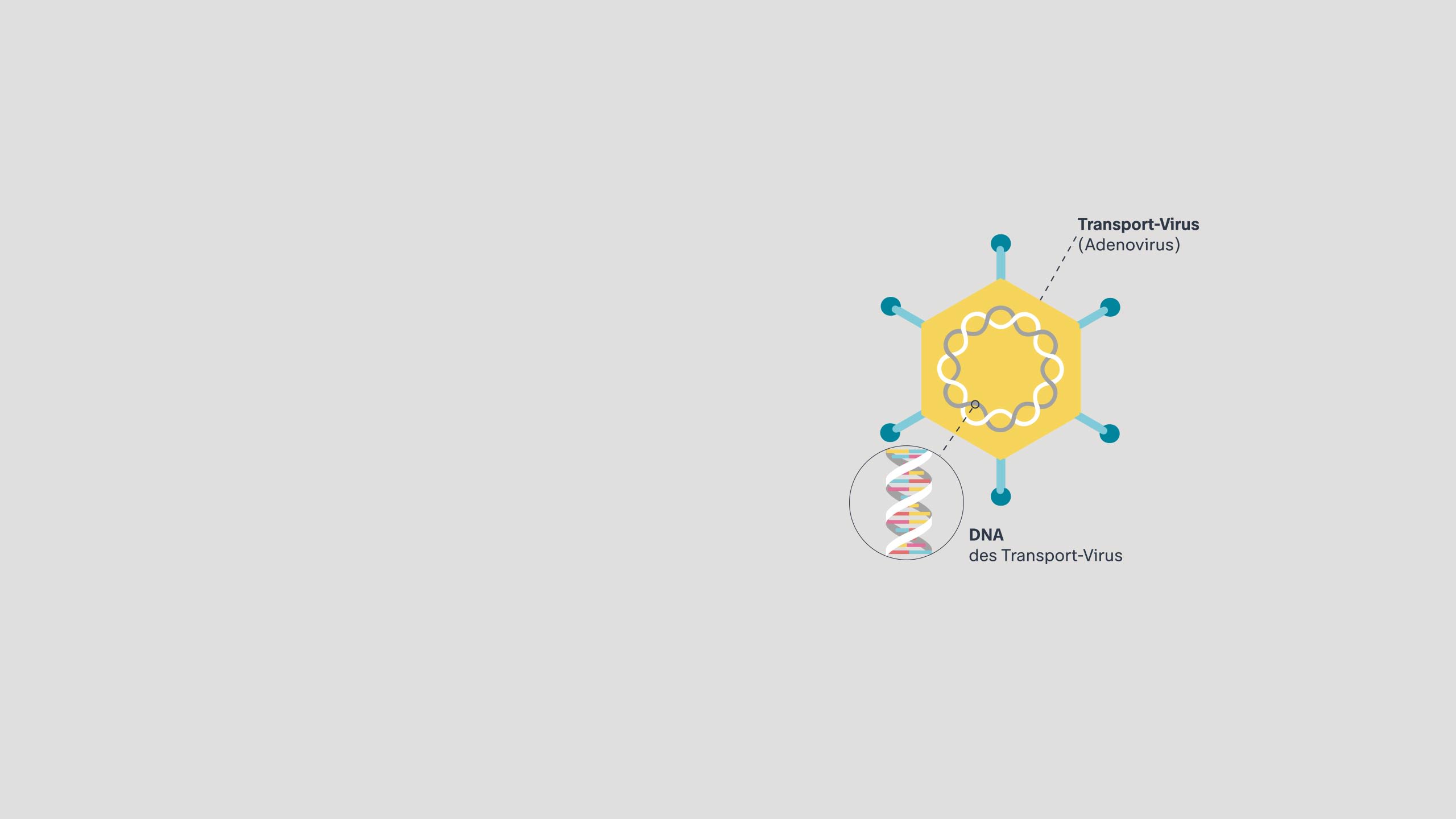 Grafik eines Transportvirus (im Fall von Astrazeneca ein Adenovirus). Darin der DNA-Strang des Transportvirus.